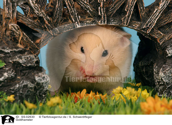 Goldhamster / golden hamster / SS-02630