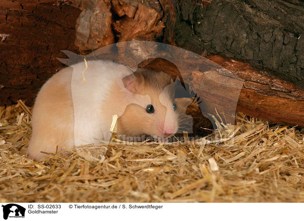 Goldhamster / SS-02633
