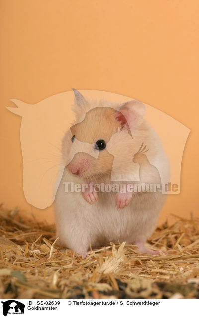 Goldhamster / SS-02639