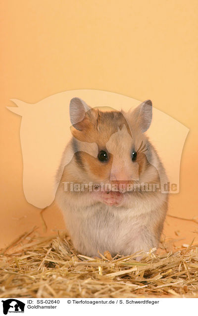 Goldhamster / golden hamster / SS-02640