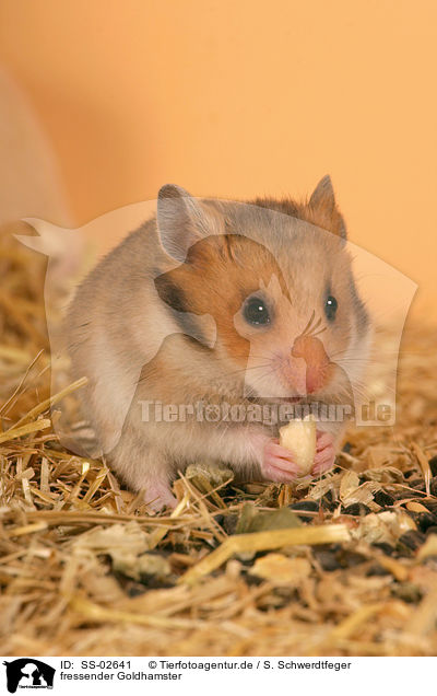 fressender Goldhamster / eating golden hamster / SS-02641