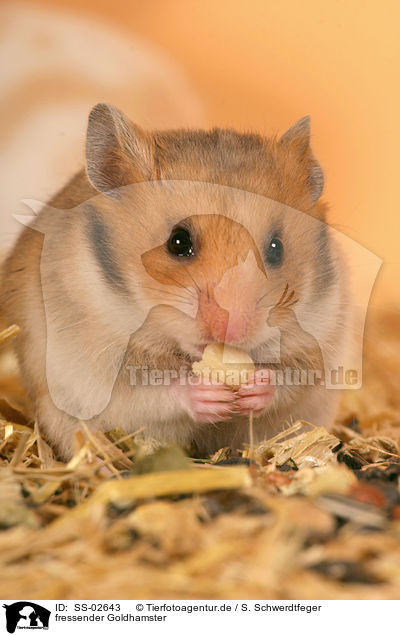 fressender Goldhamster / eating golden hamster / SS-02643