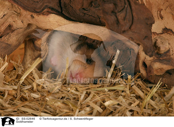 Goldhamster / SS-02646