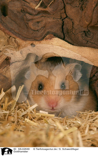 Goldhamster / golden hamster / SS-02648