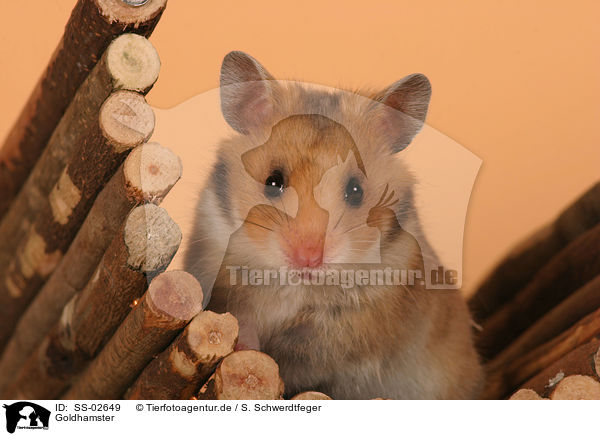 Goldhamster / SS-02649