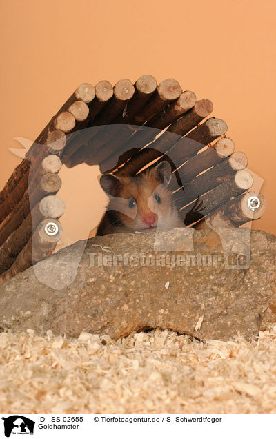 Goldhamster / SS-02655