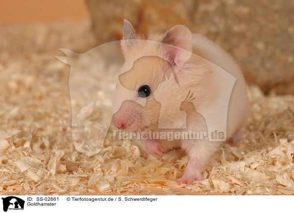 Goldhamster / SS-02661