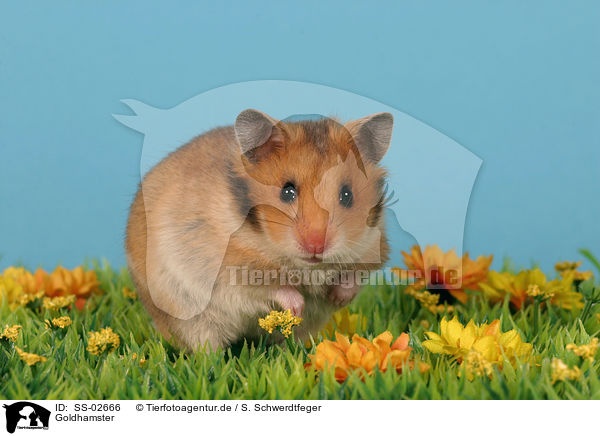 Goldhamster / SS-02666
