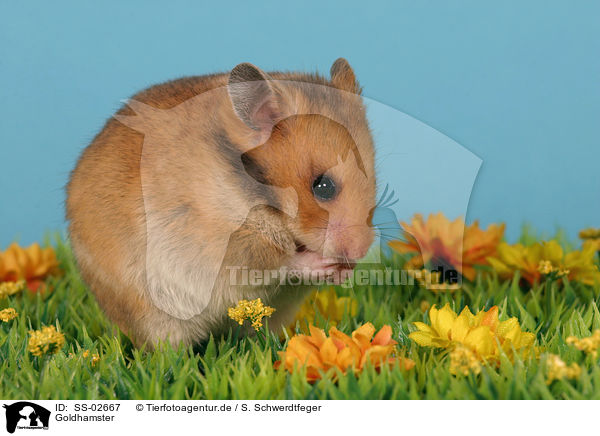 Goldhamster / SS-02667