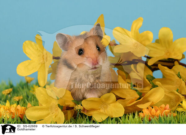 Goldhamster / golden hamster / SS-02669