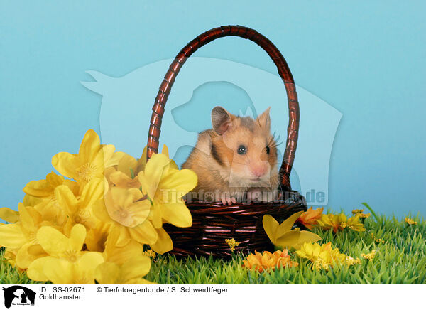 Goldhamster / golden hamster / SS-02671