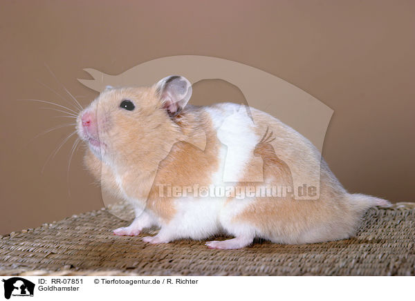 Goldhamster / Hamster / RR-07851