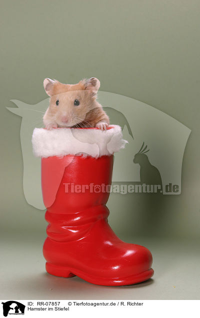 Hamster im Stiefel / hamster in boot / RR-07857