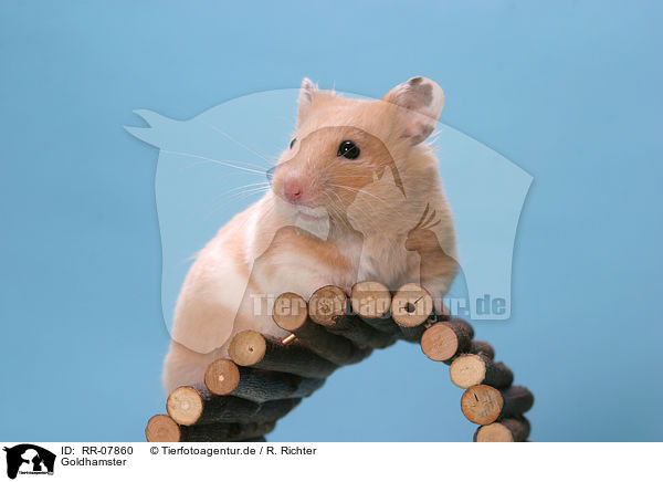 Goldhamster / Hamster / RR-07860
