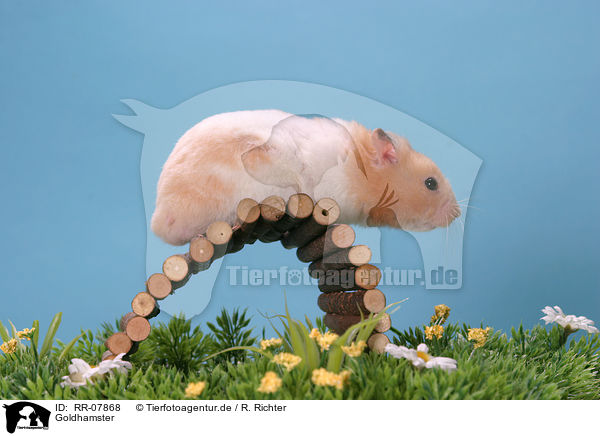 Goldhamster / Hamster / RR-07868