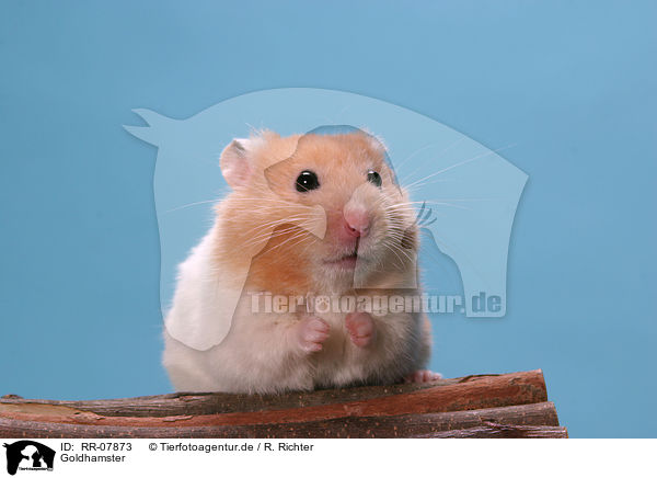 Goldhamster / RR-07873