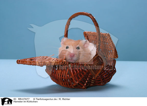 Hamster im Krbchen / Hamster in basket / RR-07877