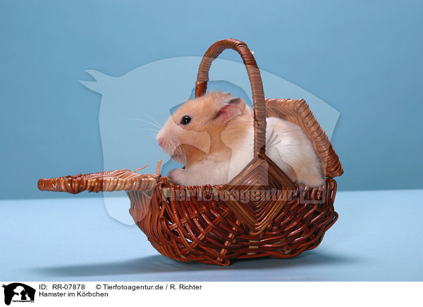 Hamster im Krbchen / Hamster in basket / RR-07878