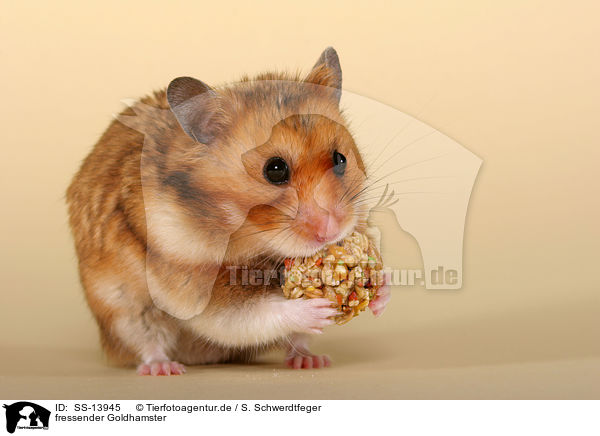 fressender Goldhamster / eating golden hamster / SS-13945