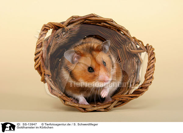 Goldhamster im Krbchen / golden hamster in basket / SS-13947