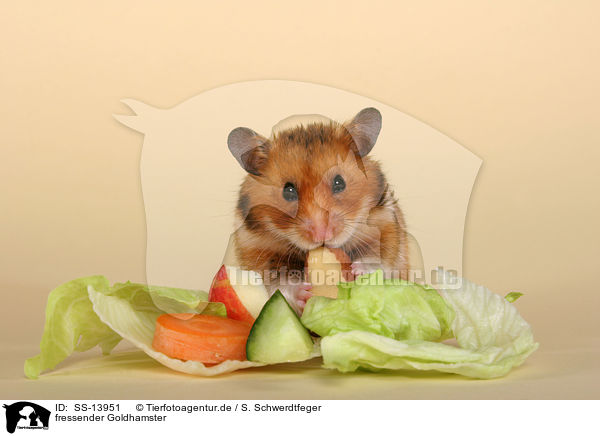 fressender Goldhamster / eating golden hamster / SS-13951
