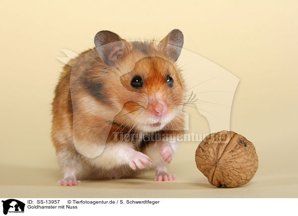 Goldhamster mit Nuss / golden hamster with nut / SS-13957