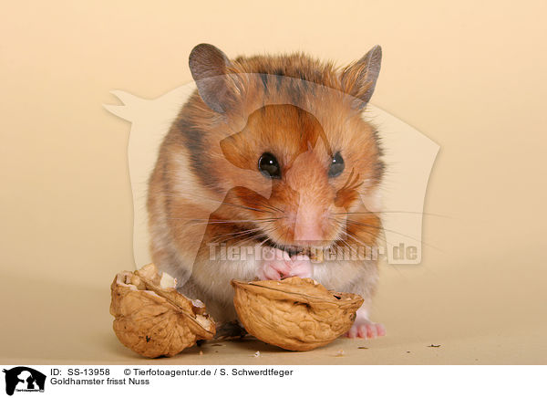 Goldhamster frisst Nuss / golden hamster eats nut / SS-13958