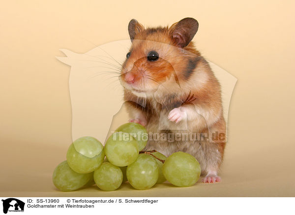 Goldhamster mit Weintrauben / golden hamster with grapes / SS-13960