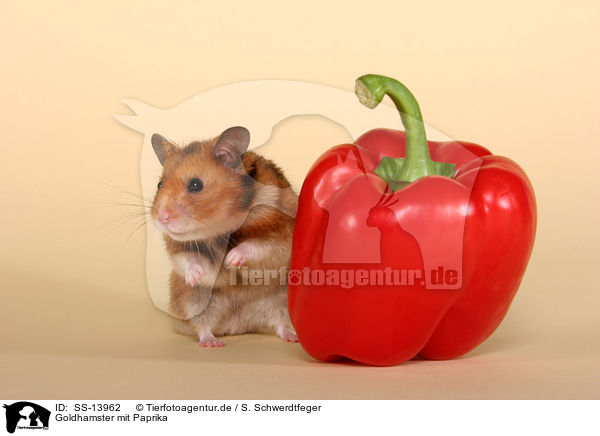 Goldhamster mit Paprika / golden hamster with sweet pepper / SS-13962