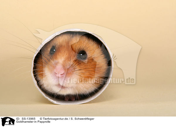 Goldhamster in Papprolle / golden hamster in cardboard roll / SS-13965