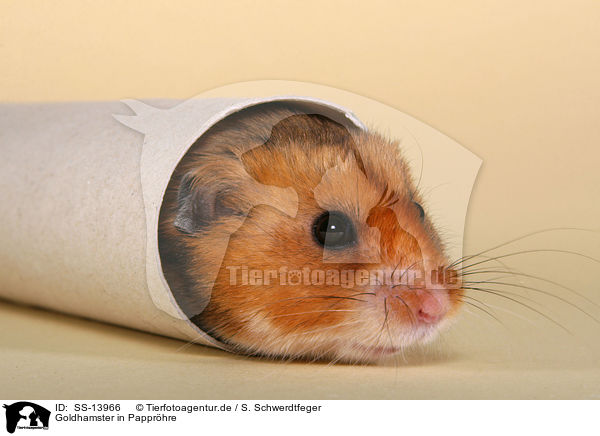 Goldhamster in Papprhre / golden hamster in cardboard roll / SS-13966