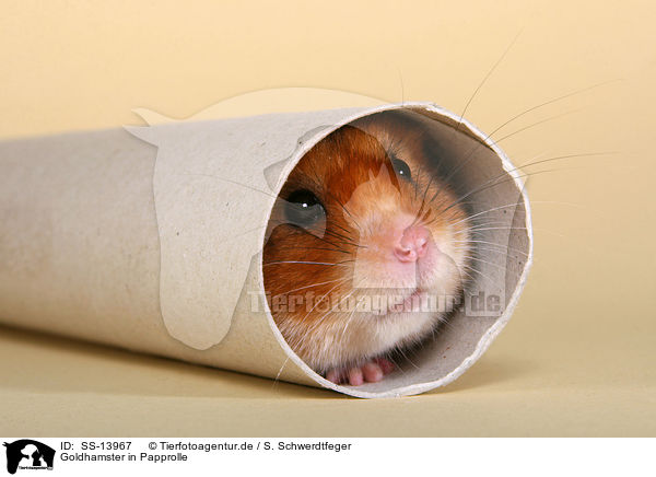 Goldhamster in Papprolle / golden hamster in cardboard roll / SS-13967