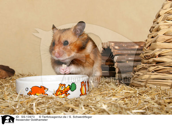 fressender Goldhamster / eating golden hamster / SS-13973