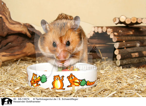 fressender Goldhamster / eating golden hamster / SS-13974