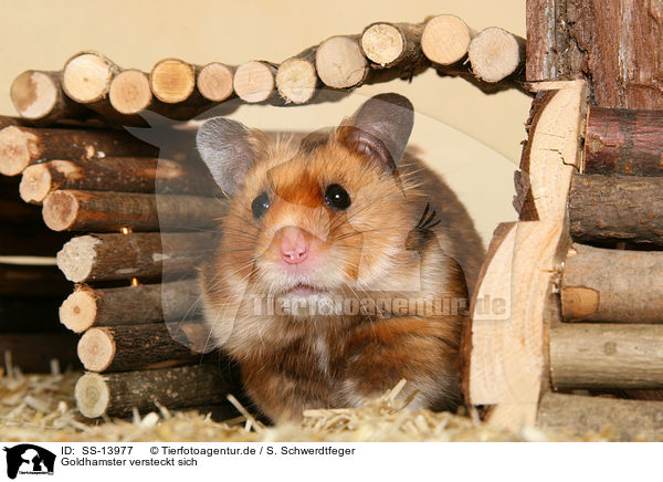 Goldhamster versteckt sich / hiding golden hamster / SS-13977