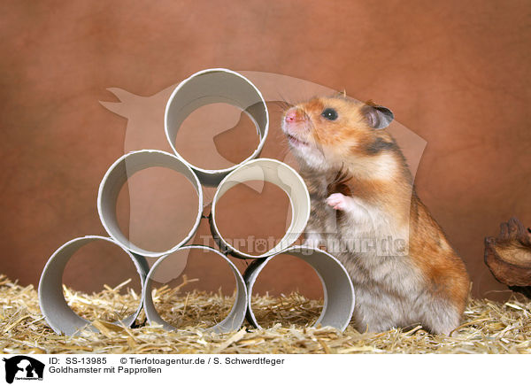 Goldhamster mit Papprollen / golden hamster with cardboard roll / SS-13985