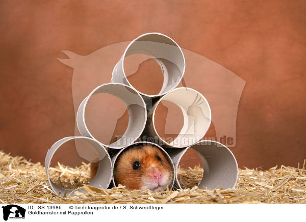 Goldhamster mit Papprollen / golden hamster in cardboard roll / SS-13986