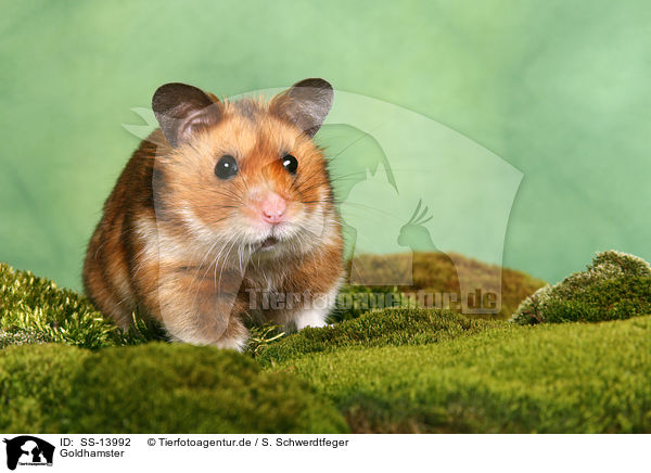 Goldhamster / golden hamster / SS-13992