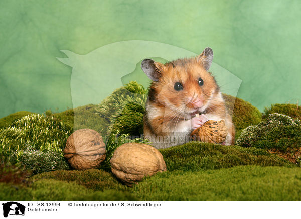 Goldhamster / SS-13994