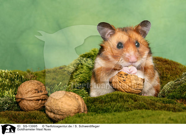 Goldhamster frisst Nuss / golden hamster eats nut / SS-13995