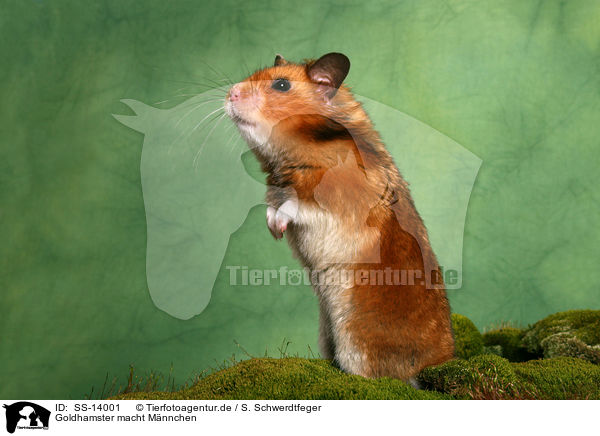 Goldhamster macht Mnnchen / SS-14001