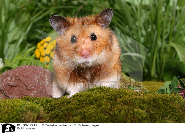 Goldhamster / golden hamster / SS-17942