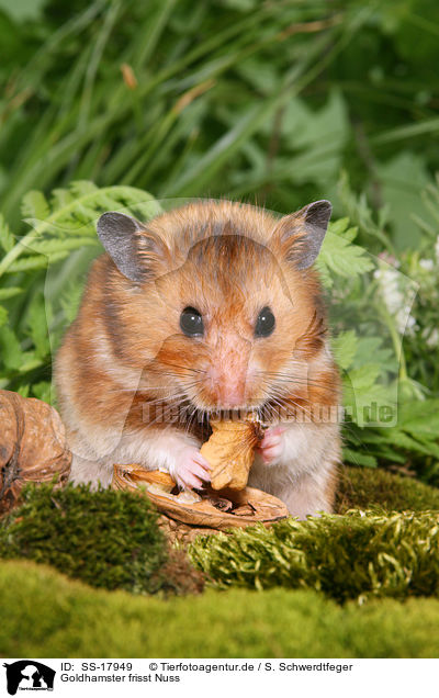 Goldhamster frisst Nuss / golden hamster eats nuts / SS-17949