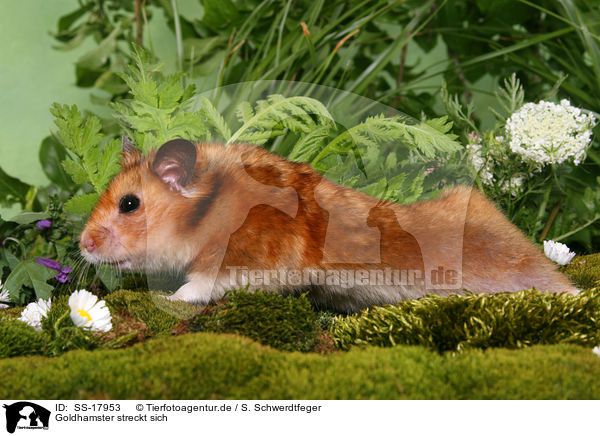 Goldhamster streckt sich / golden hamster is stretching itself / SS-17953
