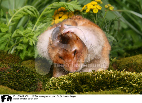 Goldhamster putzt sich / golden hamster is cleaning itself / SS-17959