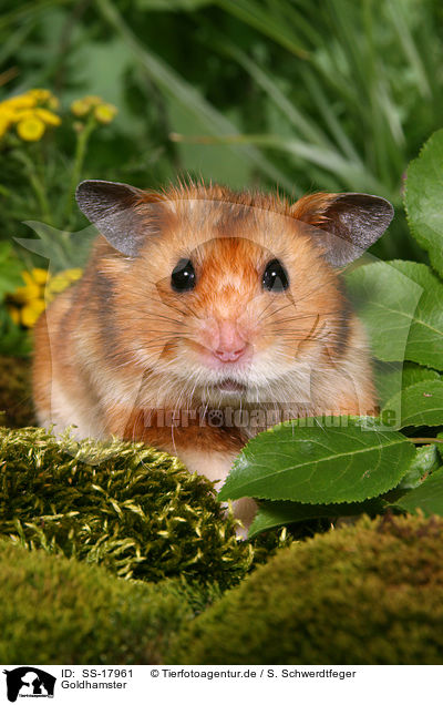 Goldhamster / golden hamster / SS-17961