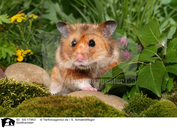Goldhamster / golden hamster / SS-17963