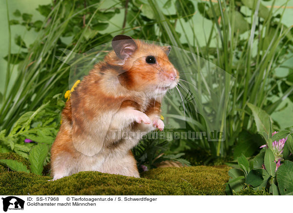 Goldhamster macht Mnnchen / begging golden hamster / SS-17968