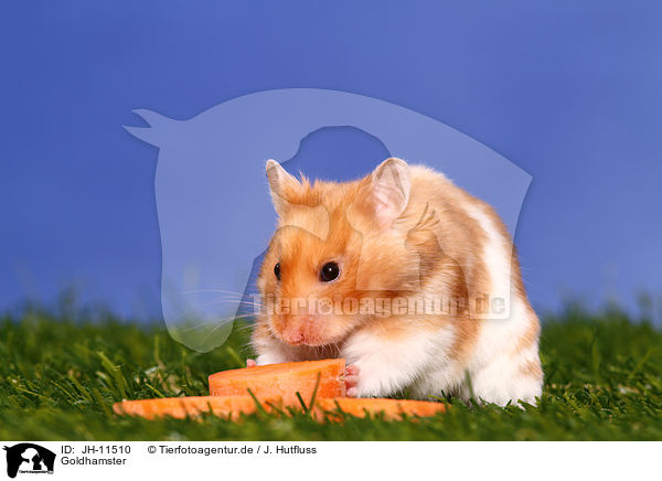 Goldhamster / golden hamster / JH-11510