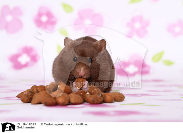 Goldhamster / golden hamster / JH-18599